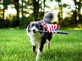 Dog with flag