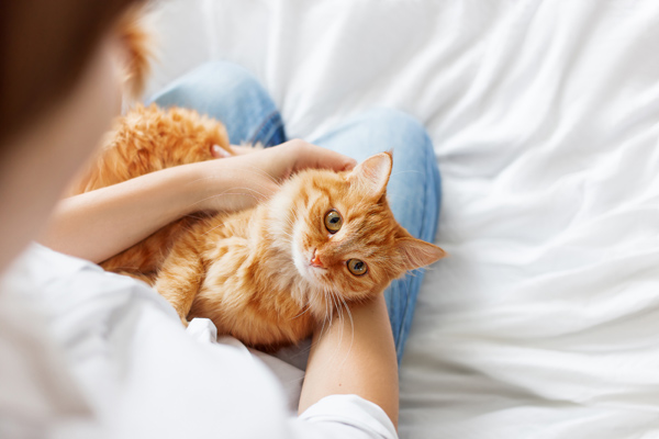 Person holding cat