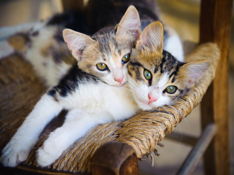 Kittens in chair