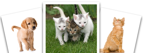 dog needs to lose 10 pounds