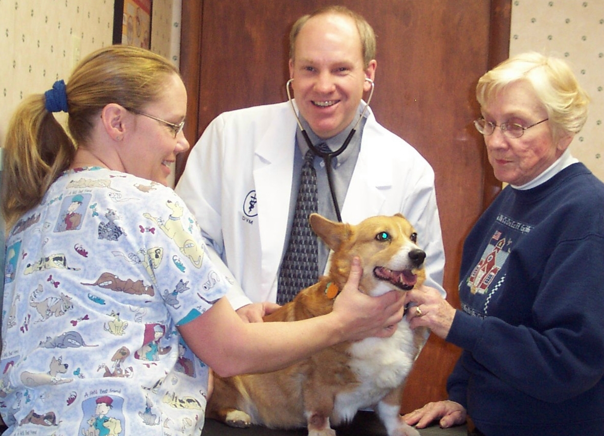 dog getting exam