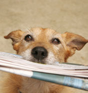 dog with newspaper