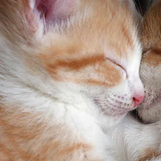 orange kittens