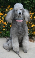 grey poodle