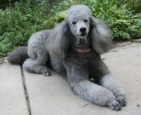 Grey Poodle