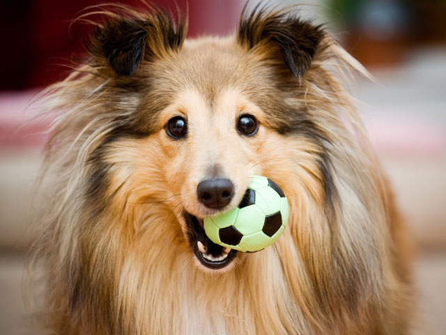 Dog with Ball