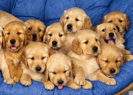 group of puppies